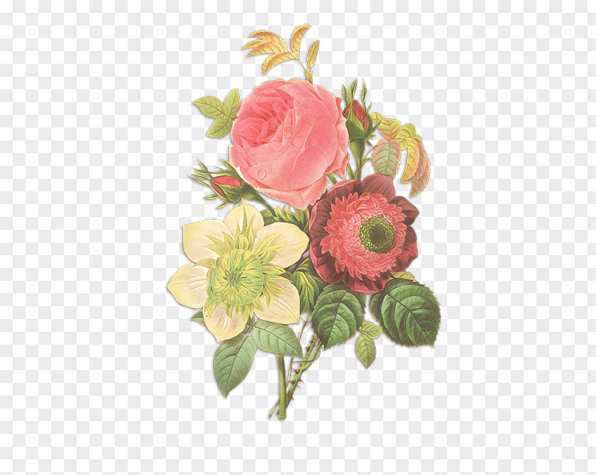 Flowers Pierre-Joseph Redouté (1759-1840) Rose Drawing PNG