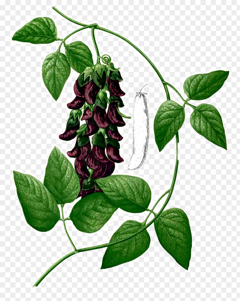 Health Velvet Bean Levodopa Herb Parkinson Disease Dementia Legumes PNG
