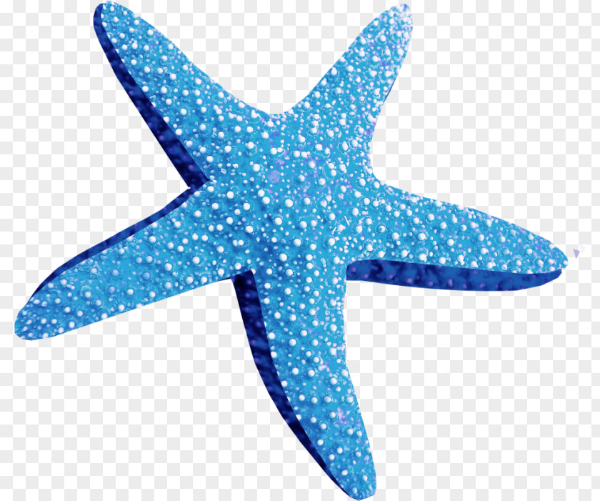 Starfish Brittle Star Desktop Wallpaper Clip Art PNG