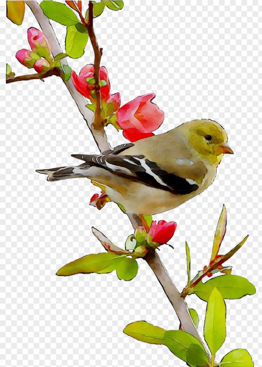 Beak Feather Flowering Plant Old World Orioles Plants PNG