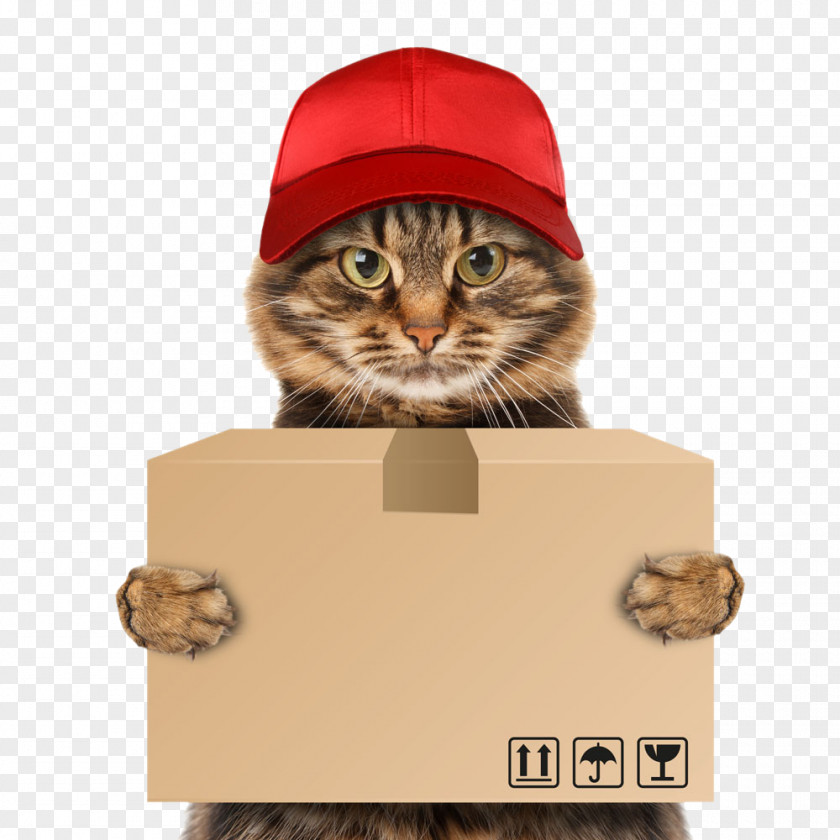 Cat Delivery Dog Mover Pet Information PNG
