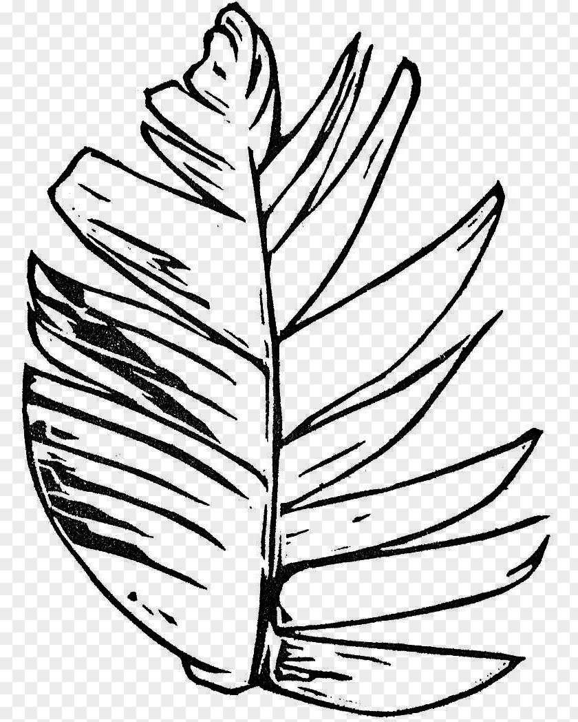 Leaf Flowering Plant Line Art Clip PNG