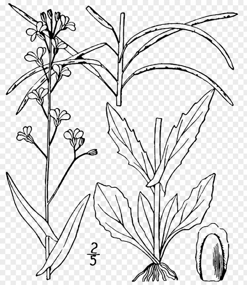 Plant Arabis Arabidopsis Boechera Laevigata PNG