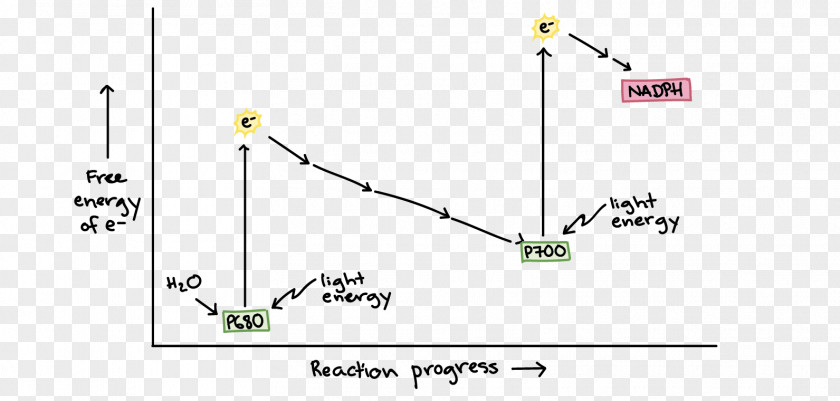 Artificial Respiration Line Diagram Angle Tree PNG