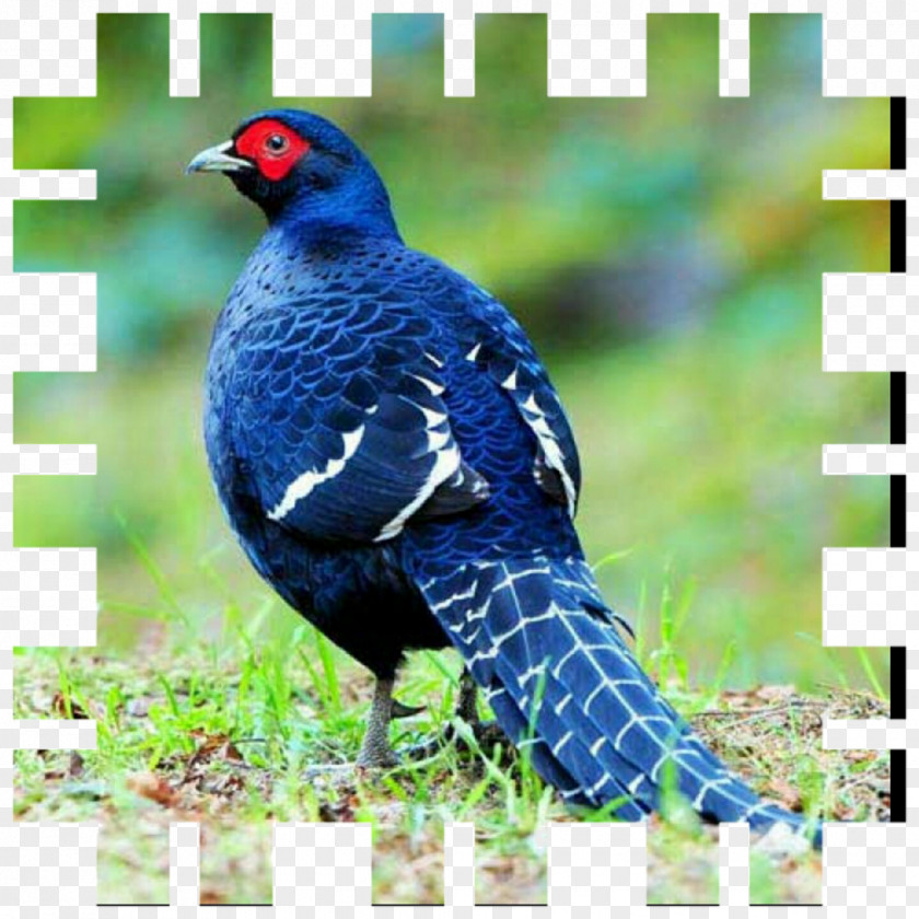 Bird Mikado Pheasant Ring-necked Partridge PNG