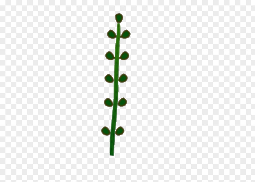 Leaf Line Green Angle Plant Stem PNG