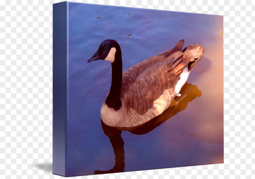 Long Neck Duck Goose Fauna Feather Beak PNG