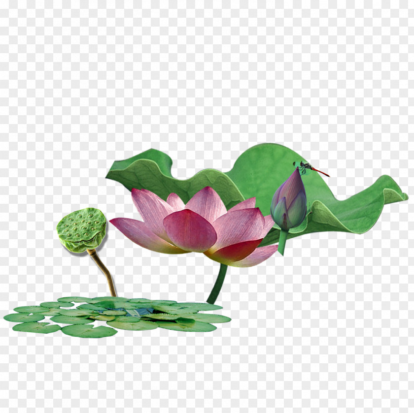 Lotus Plants Floral Design Poster Green PNG