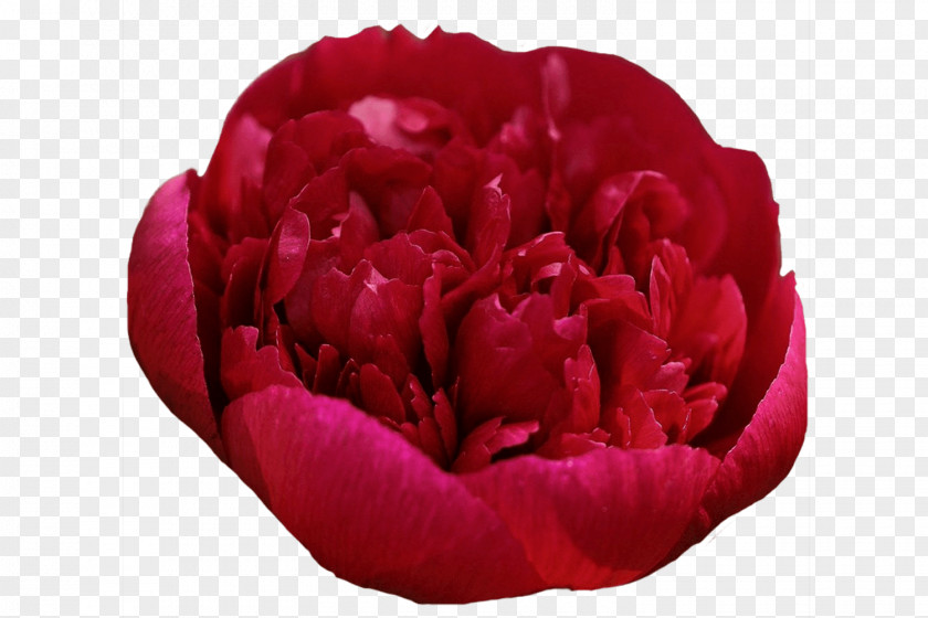Peony Garden Roses Desktop Wallpaper Android Application Package PNG