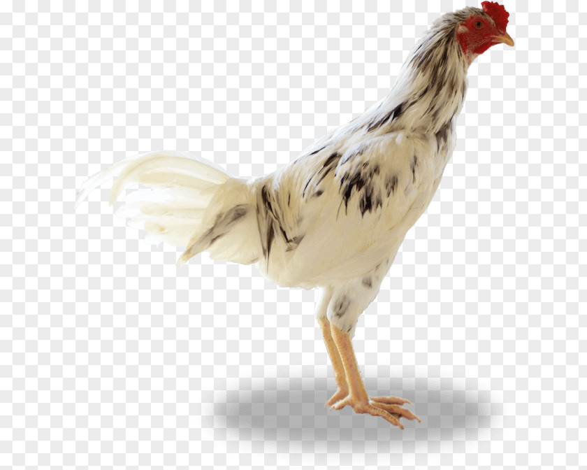 Rooster Ayam Kampong Broiler Sentul City, Indonesia Sumber Unggas PNG