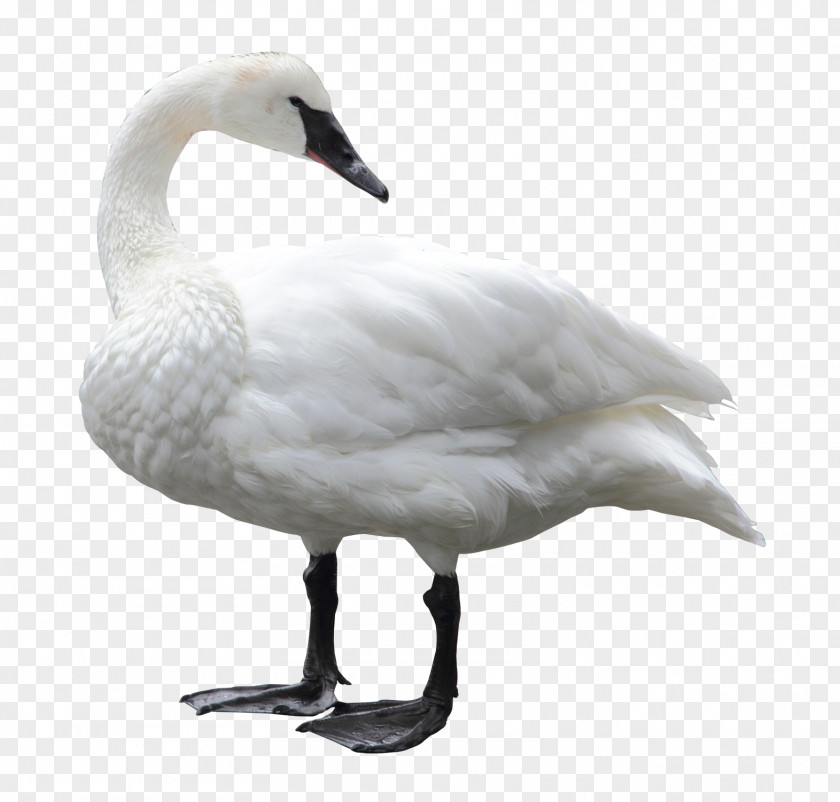 Swan Clip Art PNG