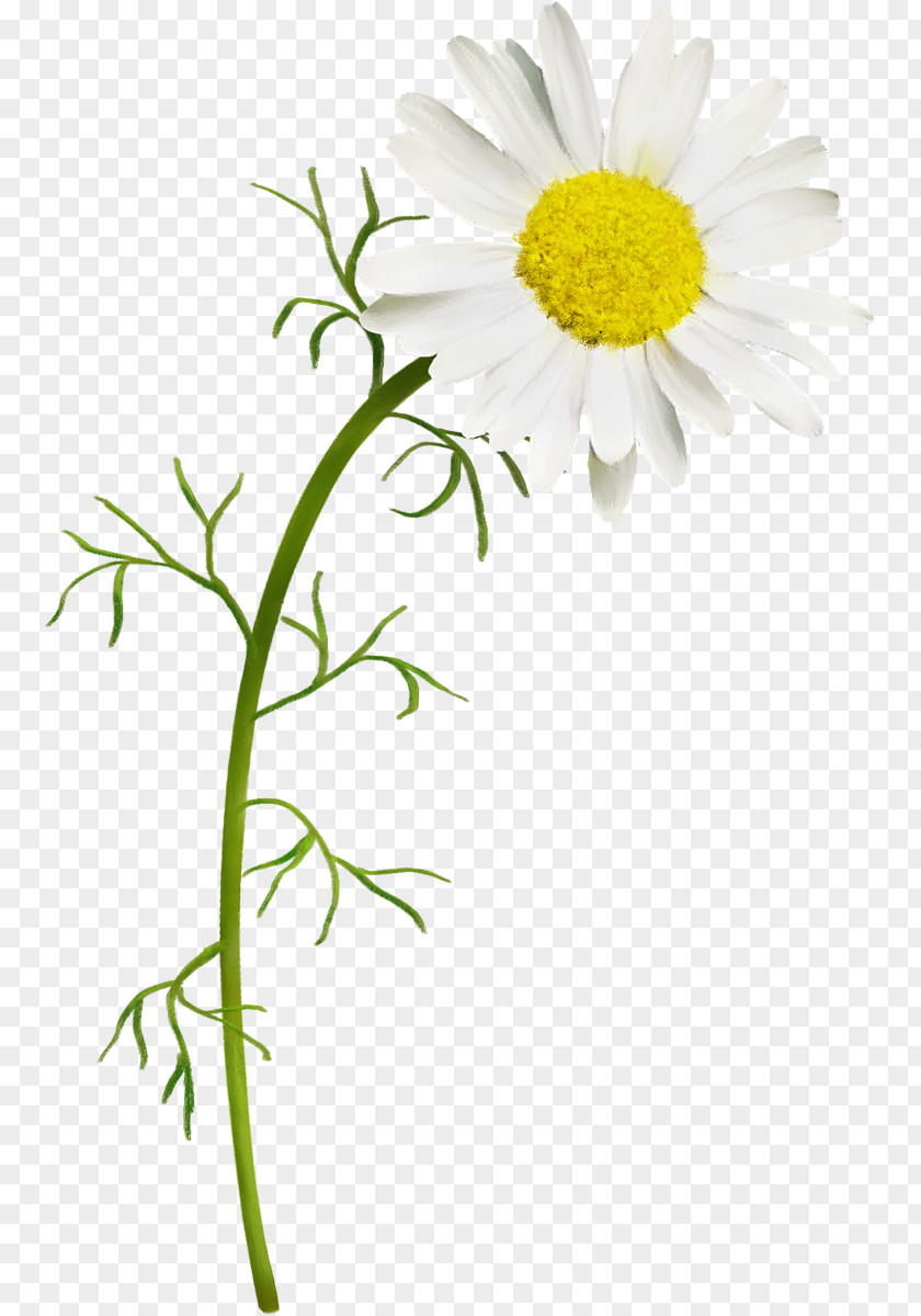 Watercolor Shell German Chamomile Common Daisy PNG