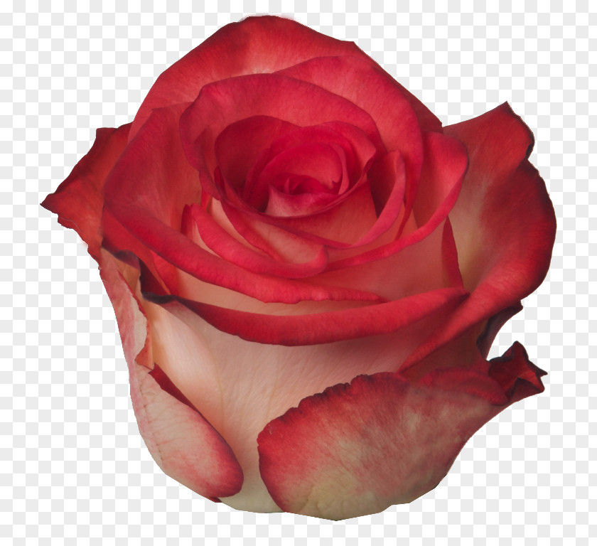 Blush Rose Garden Roses Cabbage Floribunda Petal Cut Flowers PNG
