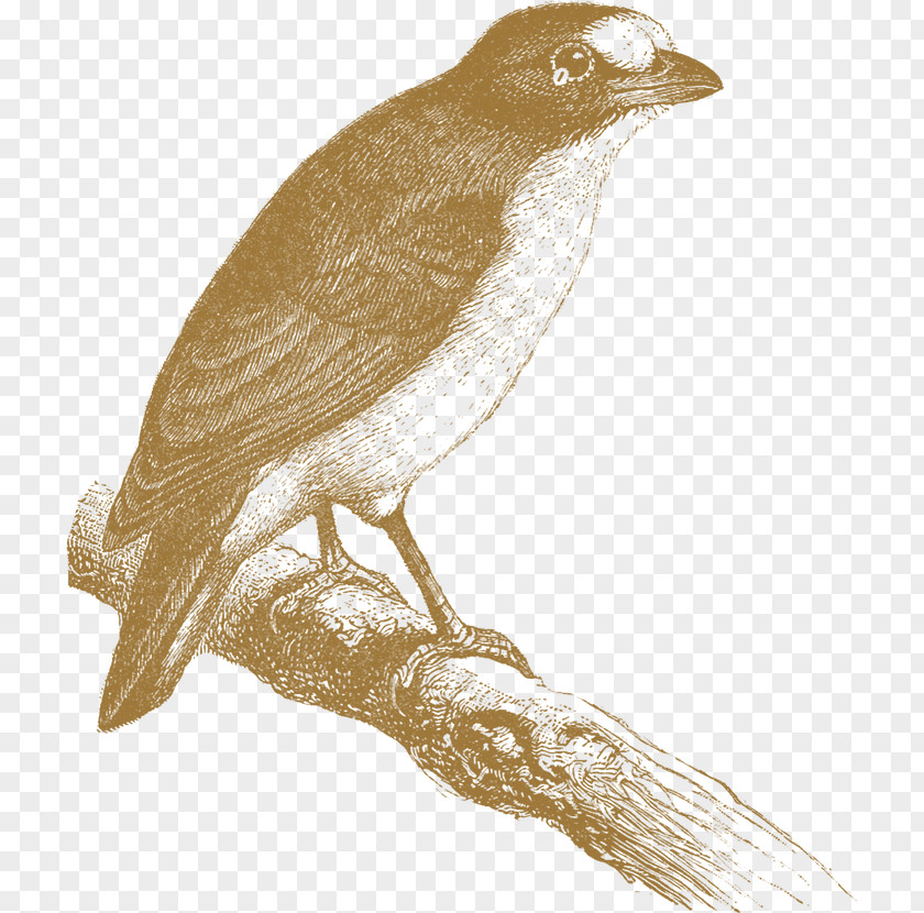 Bulbul Songbird Bird PNG