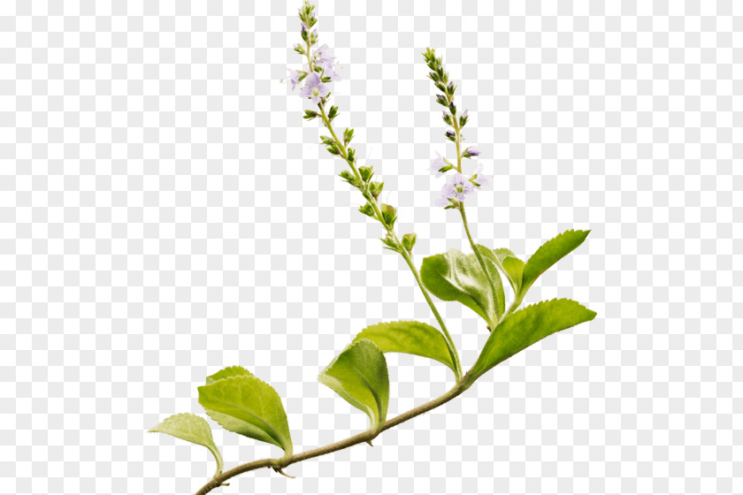 Candy Holy Basil Heath Speedwell Ricola Herb White Horehound PNG