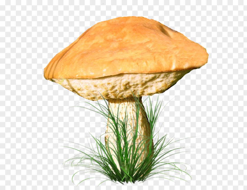 Champignon Mushroom Fungus Marasmius Oreades Penny Bun Clip Art PNG