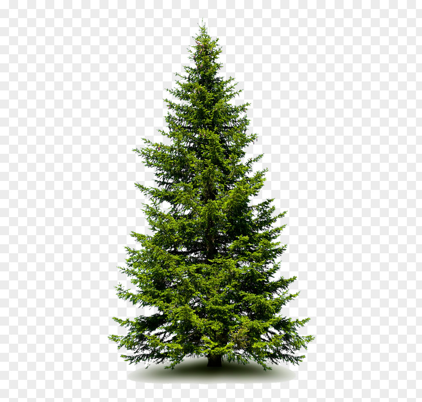 Christmas Tree Spruce Fir Pine Artificial PNG