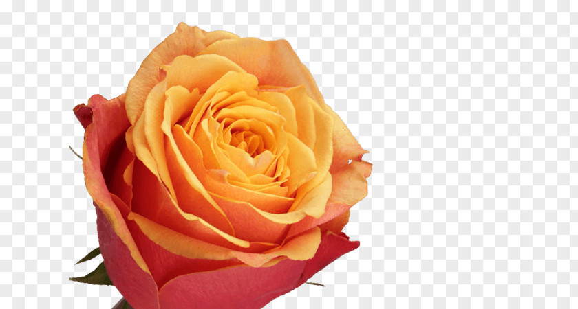 Fresh Orange Juice Garden Roses Cabbage Rose Petal Cut Flowers PNG