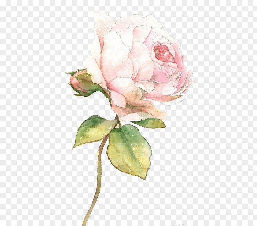 Pink Roses Beach Rose Desktop Wallpaper U7384u5e7b PNG