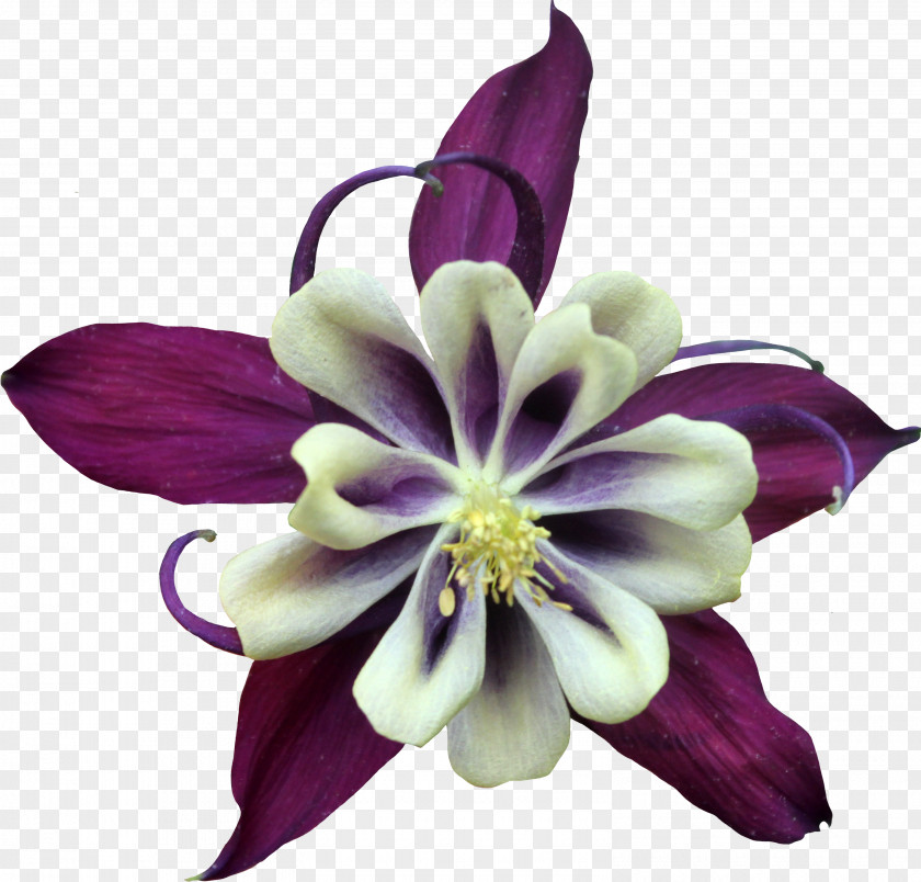 Purple Flower Violet Color PNG