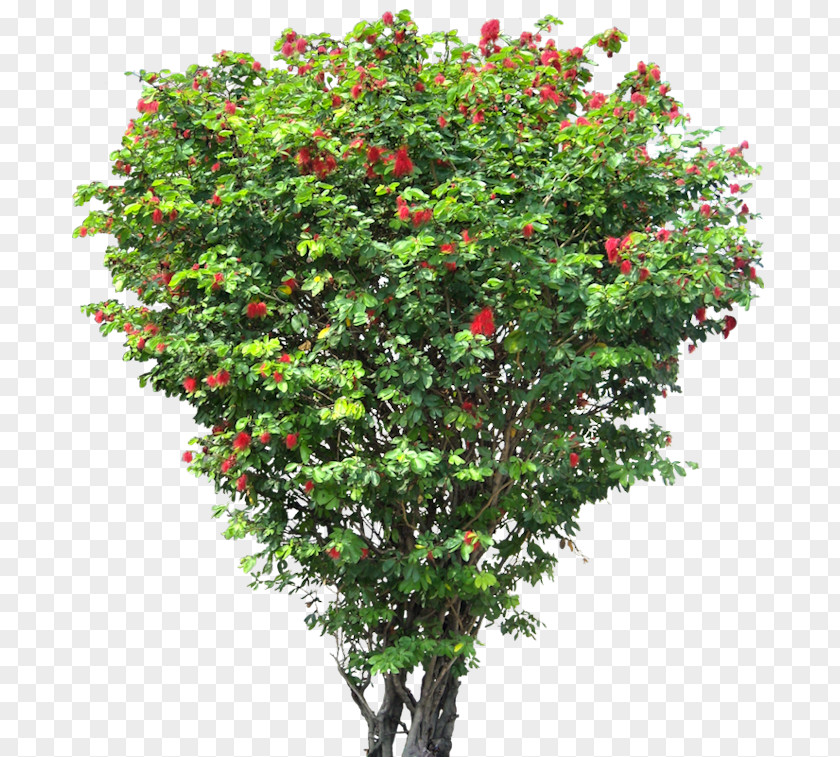 Shrubs Tree Flower Shrub Clip Art PNG