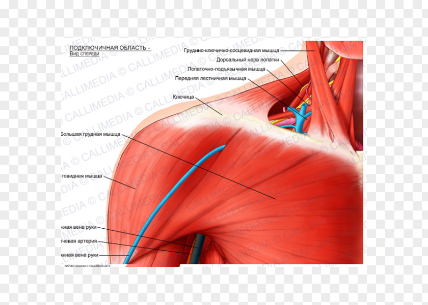 Sternocleidomastoid Muscle Shoulder Infraclavicular Fossa Pectoralis Major Clavicle PNG