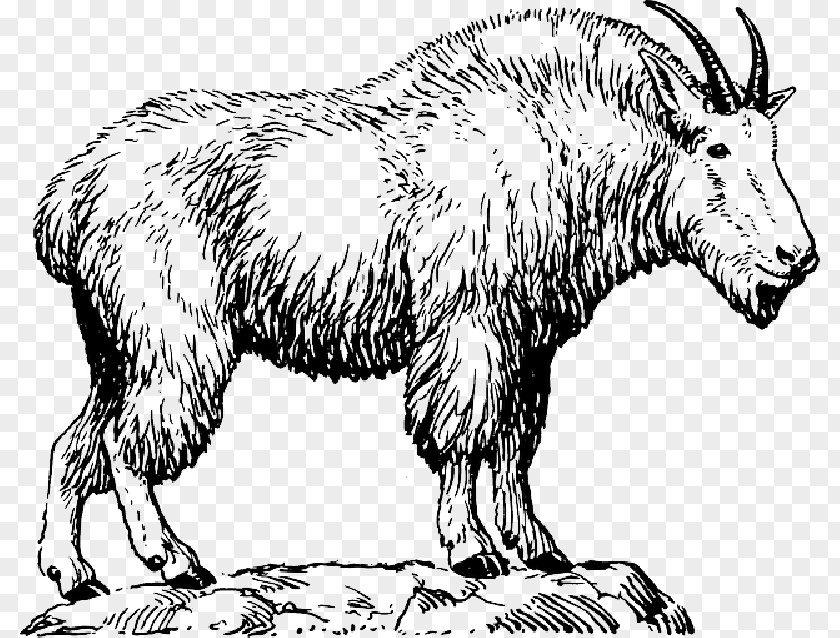 Mountain Goat Drawing Vector Graphics Clip Art PNG