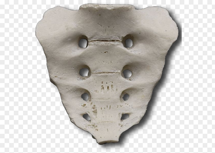 Sacrum Iliopectineal Line Bone Pelvis Coccyx PNG