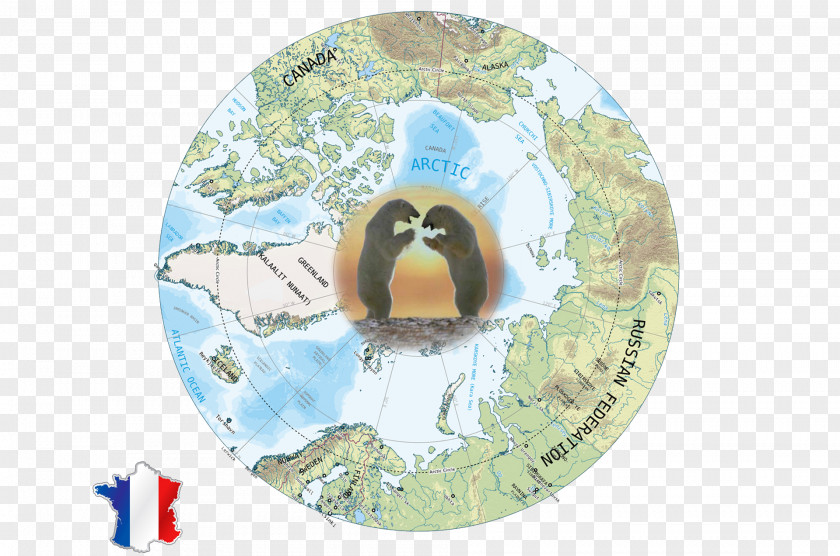 Bird Flightless Polar Route PNG
