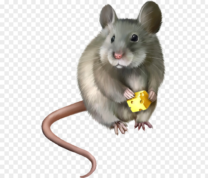Computer Mouse Rat Clip Art PNG