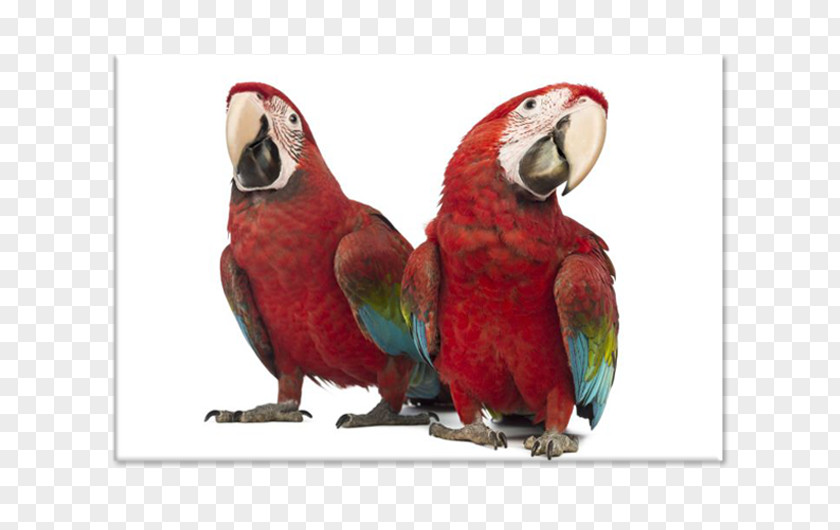 Parrot Red-and-green Macaw Scarlet Lovebird PNG