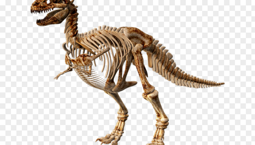 Poledance Cartoon Dinosaur Image Skeleton Stegosaurus PNG