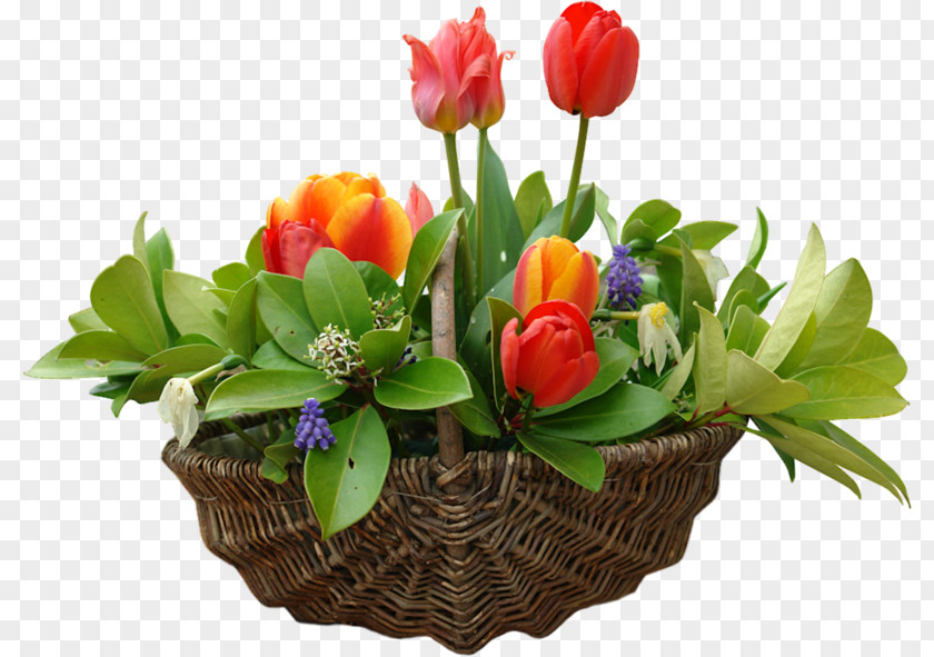 Tulip Flower Baskets April Photography May PNG