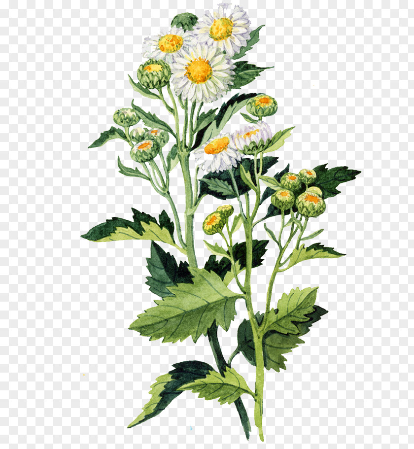 Watercolor Chrysanthemum Watercolour Flowers Painting PNG