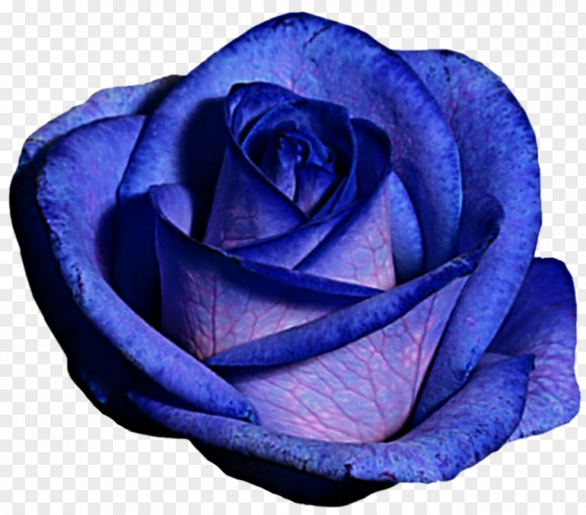 Blue Rose Centifolia Roses Purple PNG