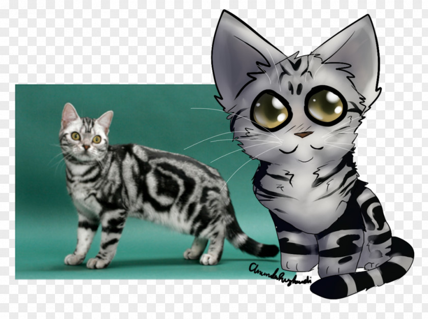 Kitten American Shorthair British Bengal Cat Exotic PNG