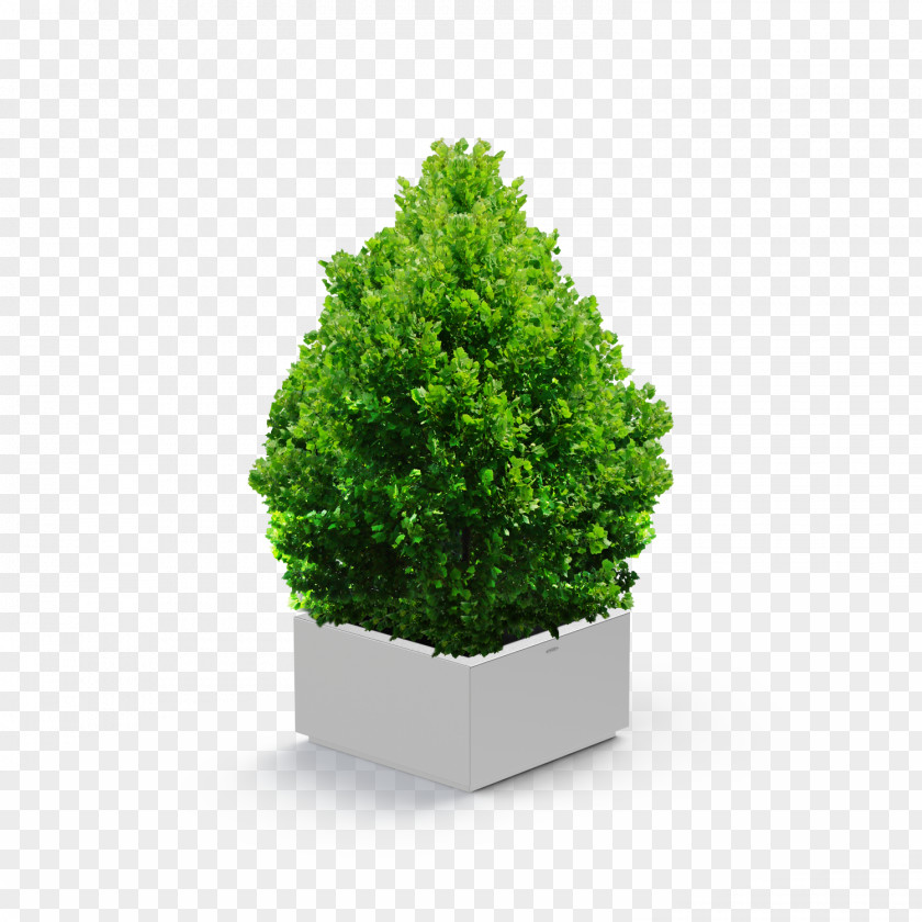 Potted Plants Shrub Tree DeviantArt Evergreen PNG