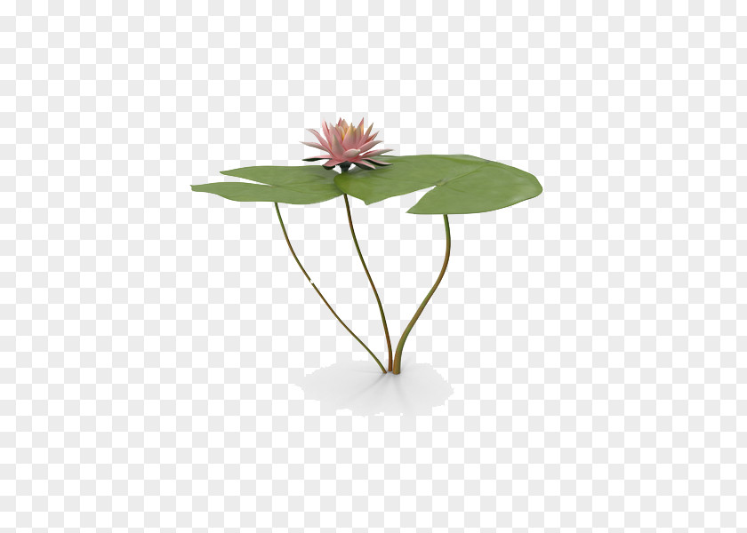 Water Lily Free Download Leaf PNG