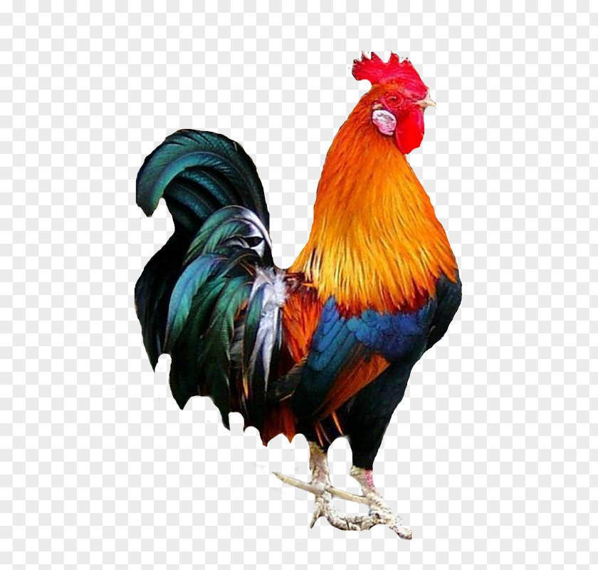 Black Cock Rooster Cochin Chicken Galliformes PNG