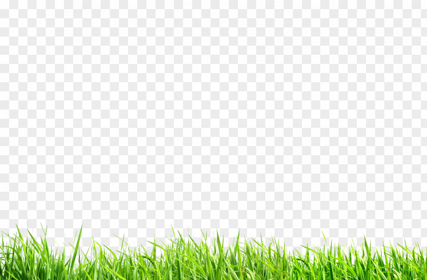 Green Wheat Seedling Meadow Nature PNG