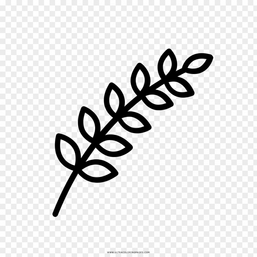Leaf Branch Coloring Book Drawing Plant PNG