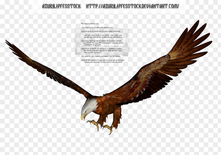 Misc Objects Bird Of Prey Bald Eagle Accipitriformes PNG