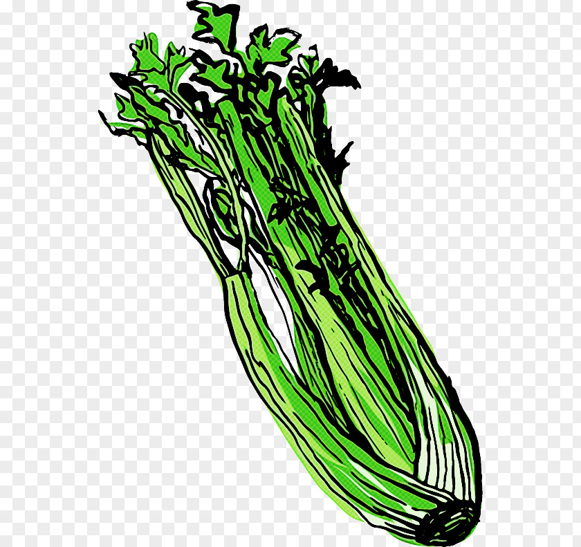 Plant Stem Leaf Vegetable Herb PNG