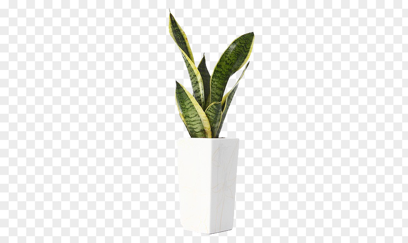 Tiger Piran Plant Download Computer File PNG