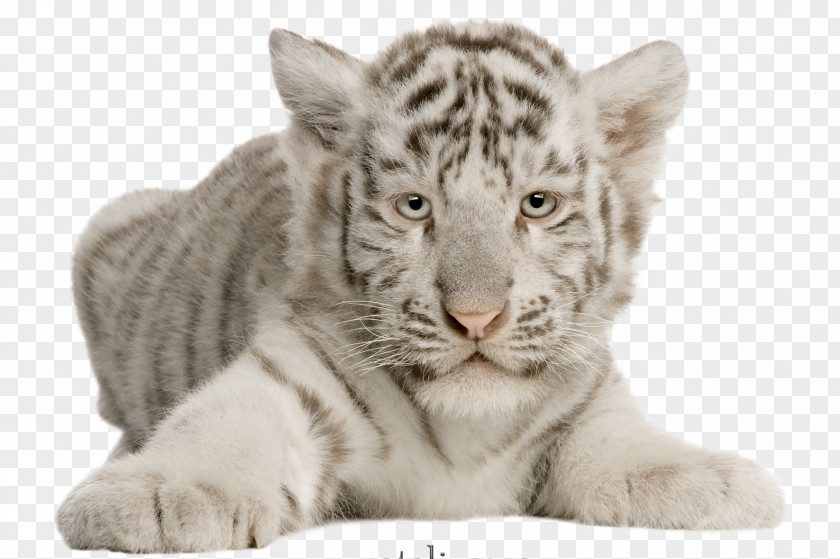 Cat Felidae White Tiger Whiskers Bengal PNG