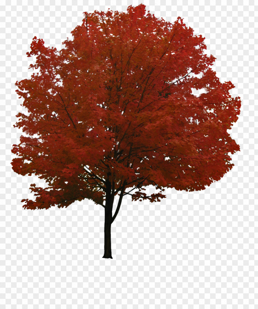 Tree PNG clipart PNG