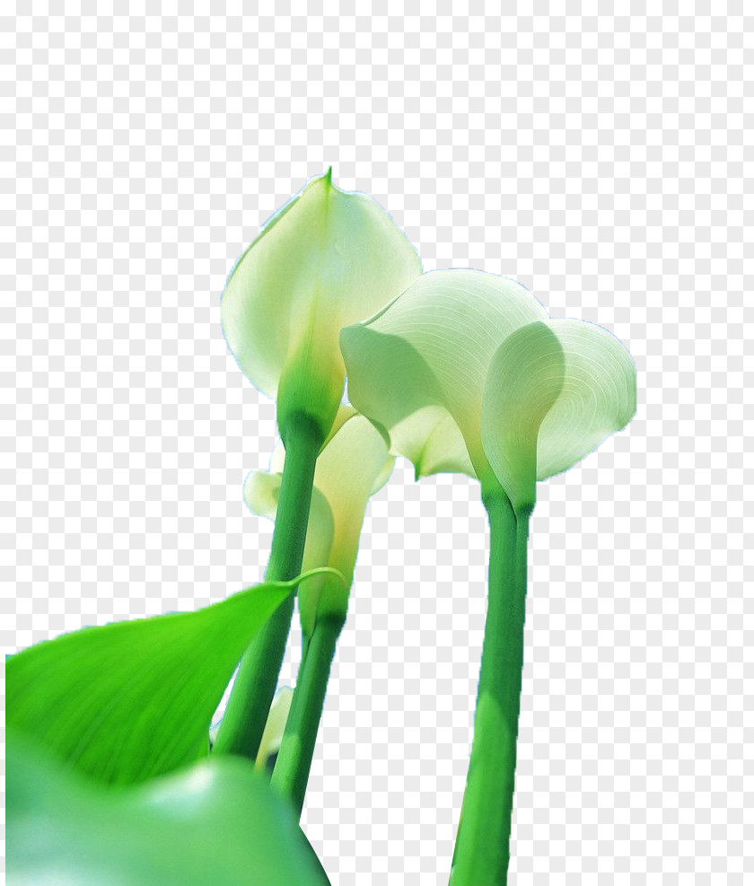 White Horseshoe Lynch Looked Up At Photography Arum-lily Callalily PNG