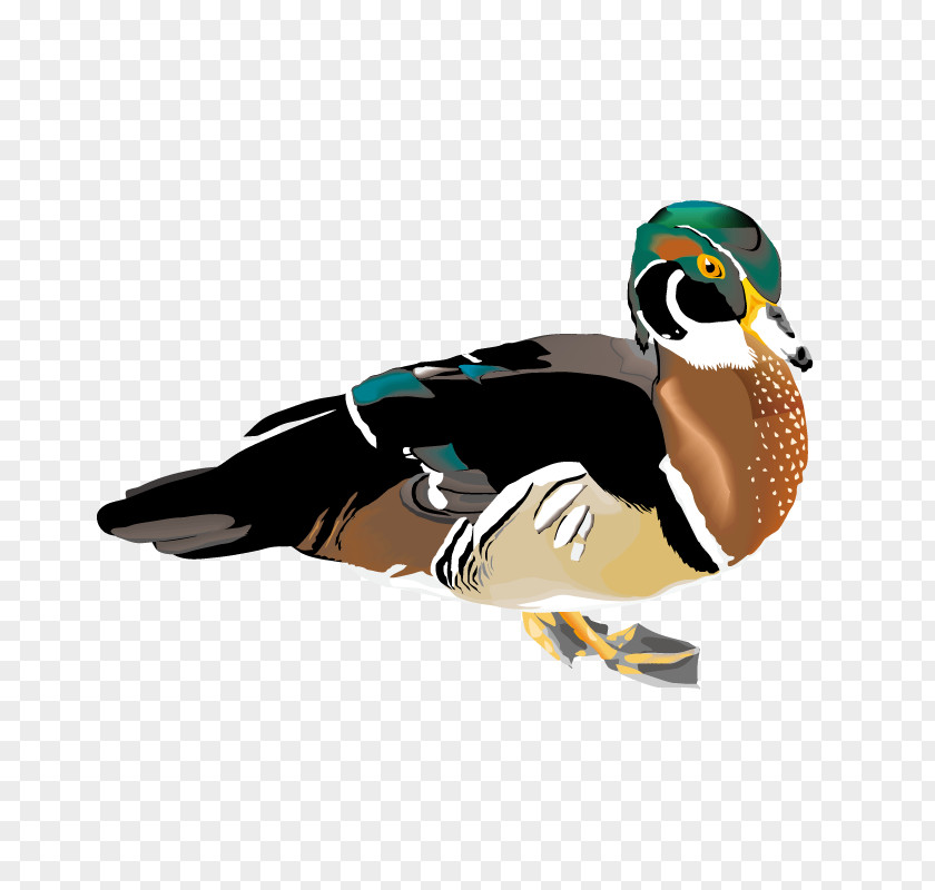 Bird Mallard Duck Clip Art PNG