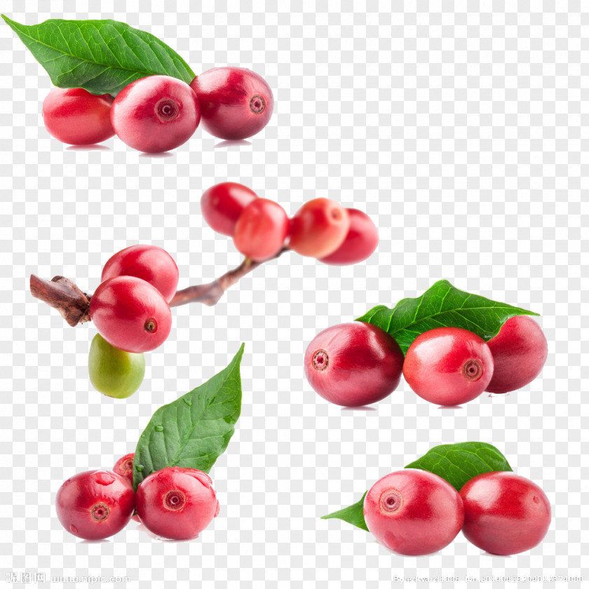 Cherry Elements = Coffee Bean Tea Green Extract Red PNG