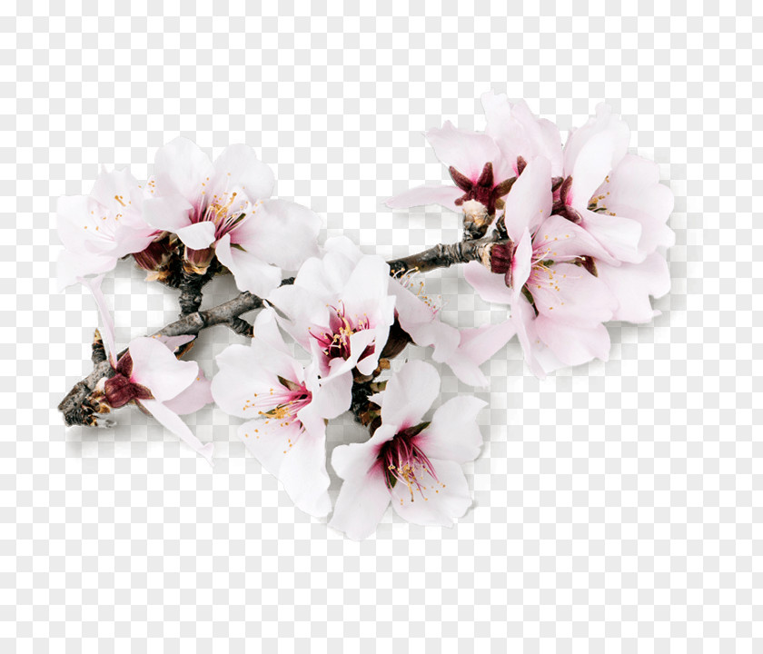 Almond Milk Blossoms Flower PNG